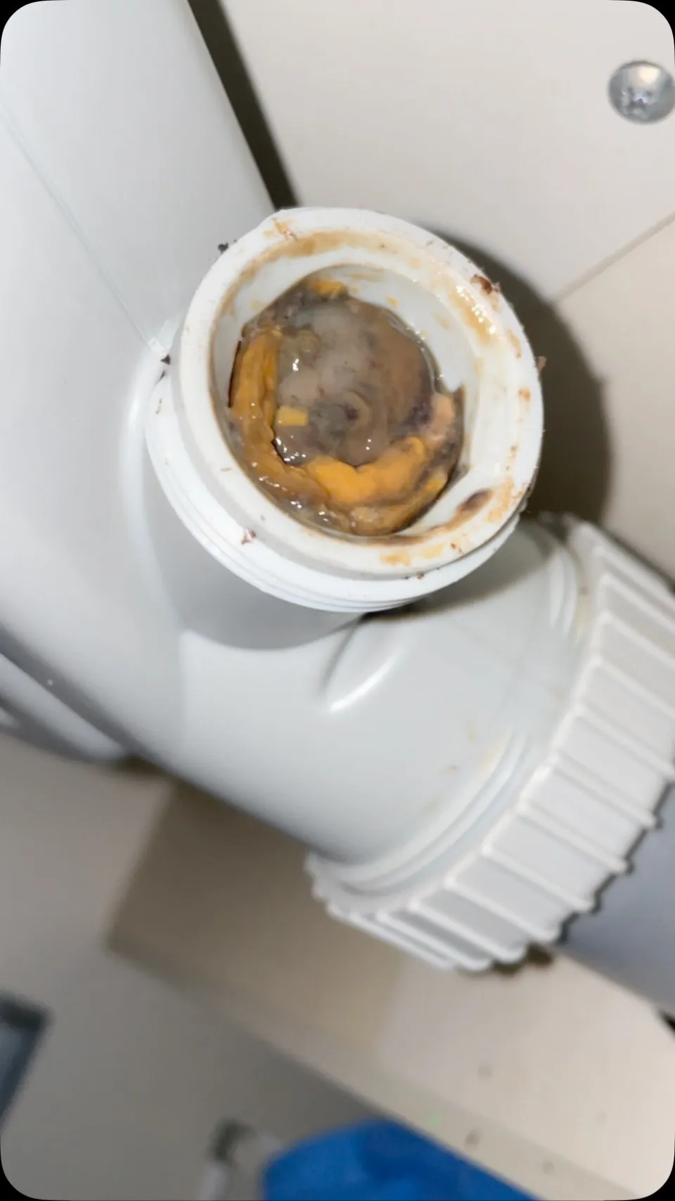 台所の日常的なお掃除、どのようにされていますか？台所の排水口...