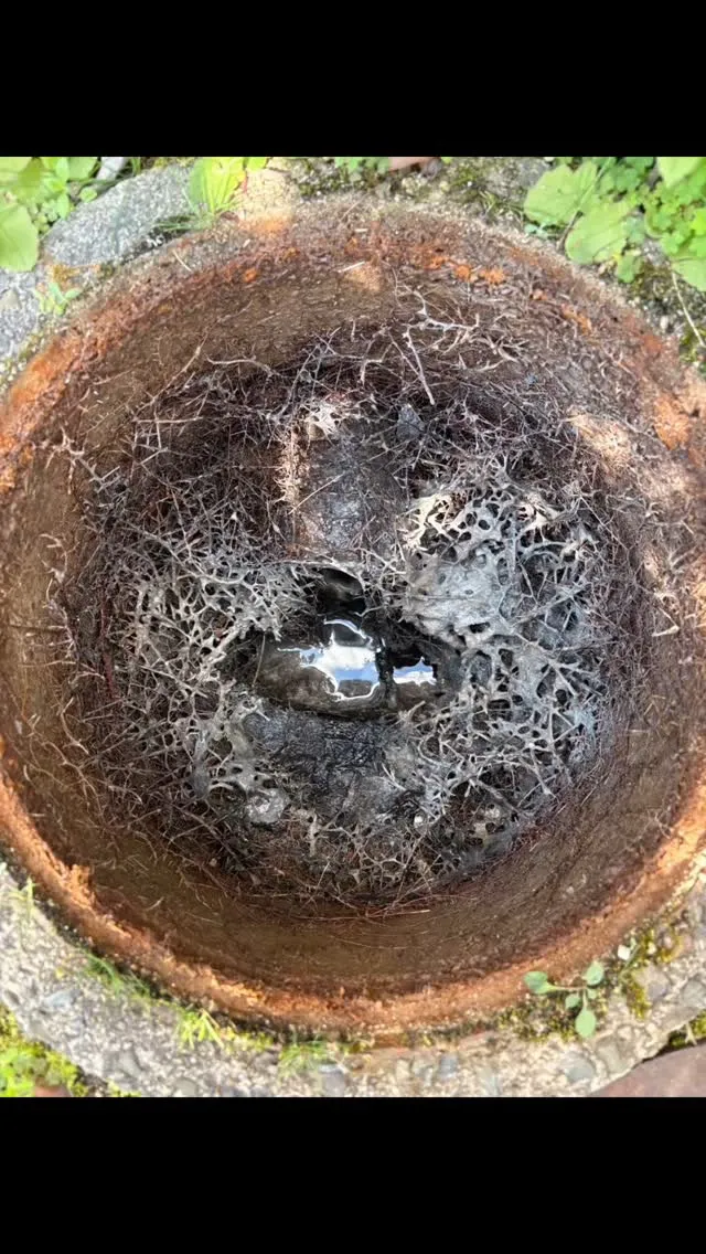 汚水枡の中に木の根の侵入が見られることは、特に敷地内に植樹を...